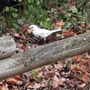 Seltene Sichetung