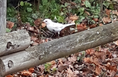 Seltene Sichetung